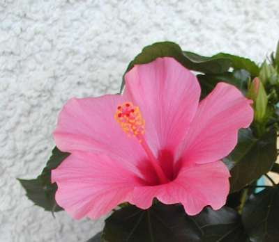 Hibiskus