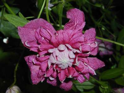 Clematis