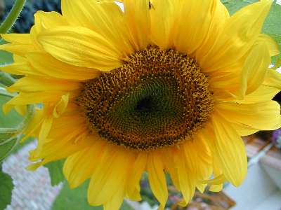 Sonnenblume