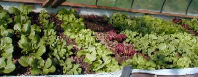 Salat im Hochbeet