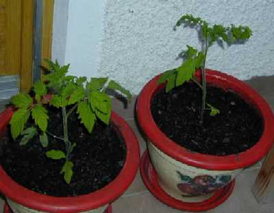 Tomatenpfl&auml;nzchen 