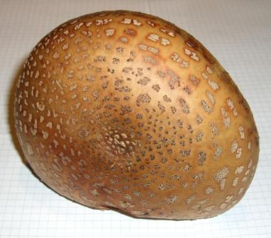 Perlpilz