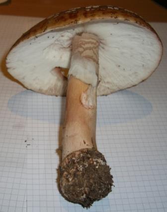 Perlpilz