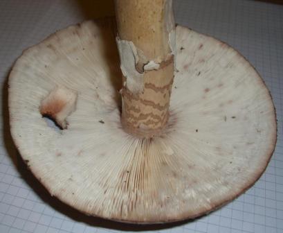 Perlpilz