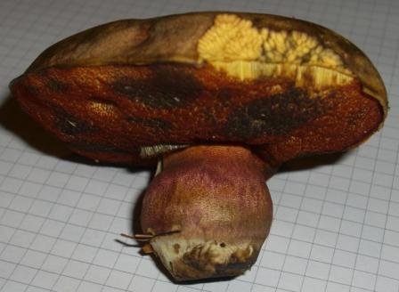 Flockenstiehliger Hexenr&ouml;hrling