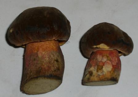 Flockenstiehliger Hexenr&ouml;hrling