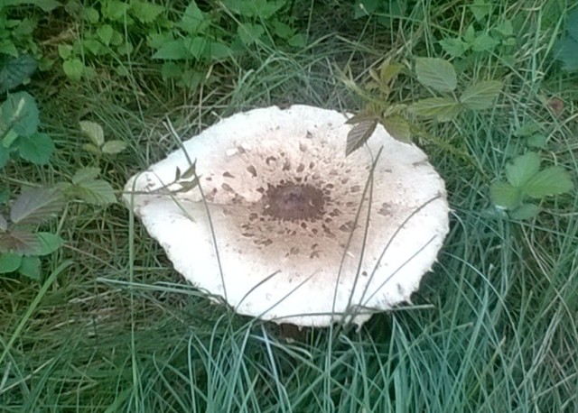 Parasol