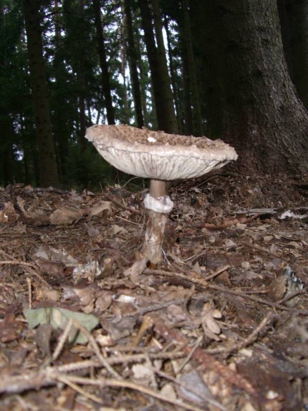 Riesenschirmling