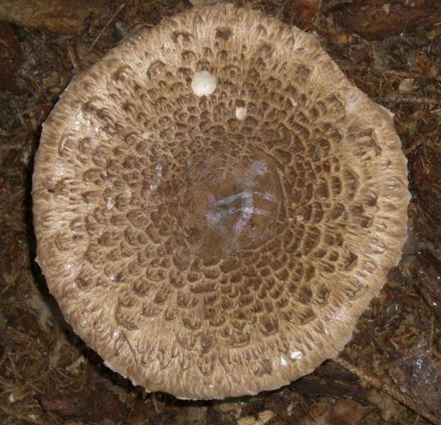 Riesenschirmling