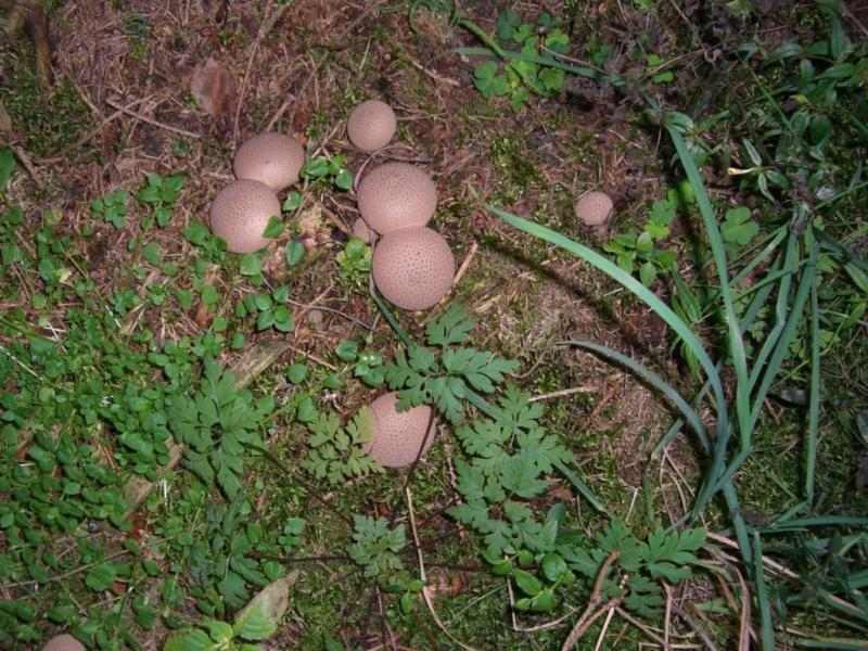 Br&auml;unlicher St&auml;ubling