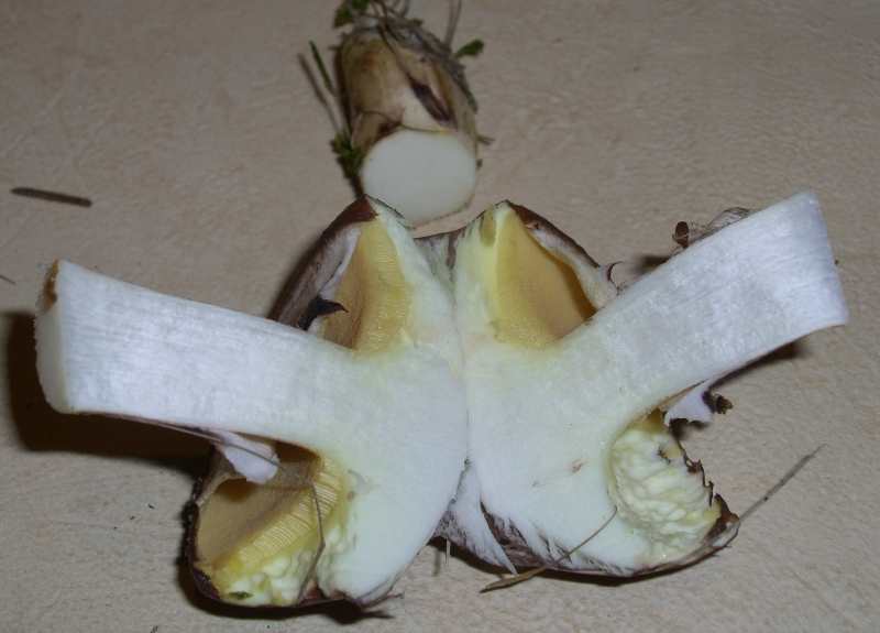 Butterpilz