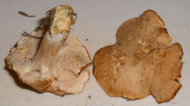 Semmelstoppelpilz