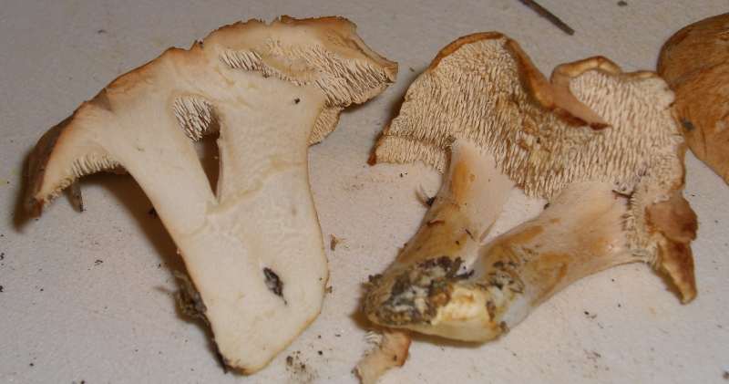 Semmelstoppelpilz