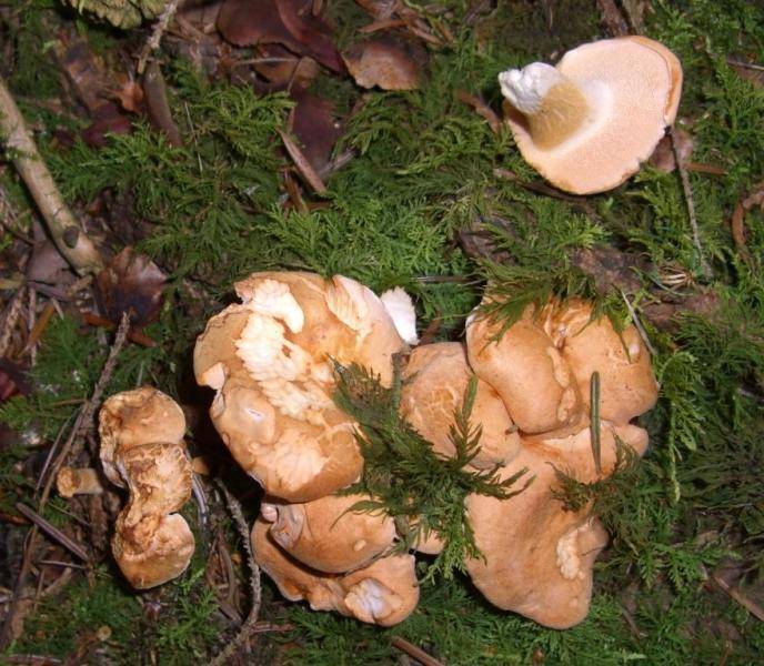 Semmelstoppel Pilz
