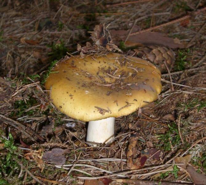 Zitronen oder Ockert&auml;ubling