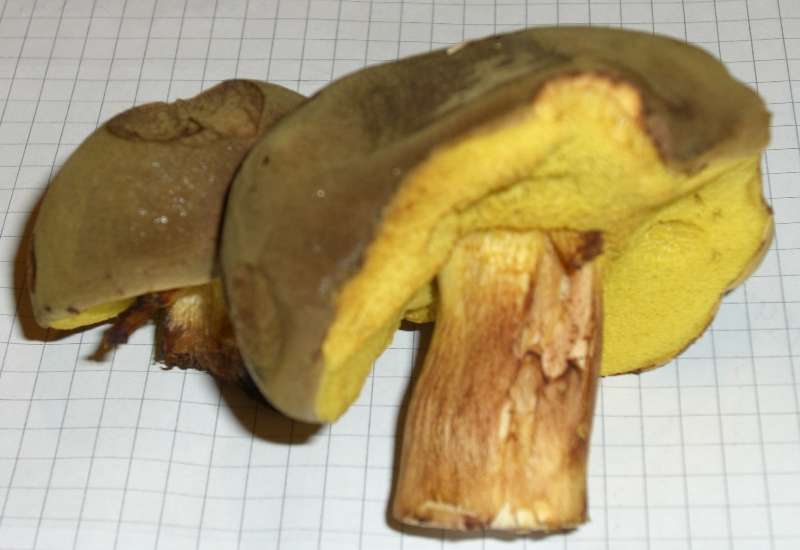 Ziegenlippe