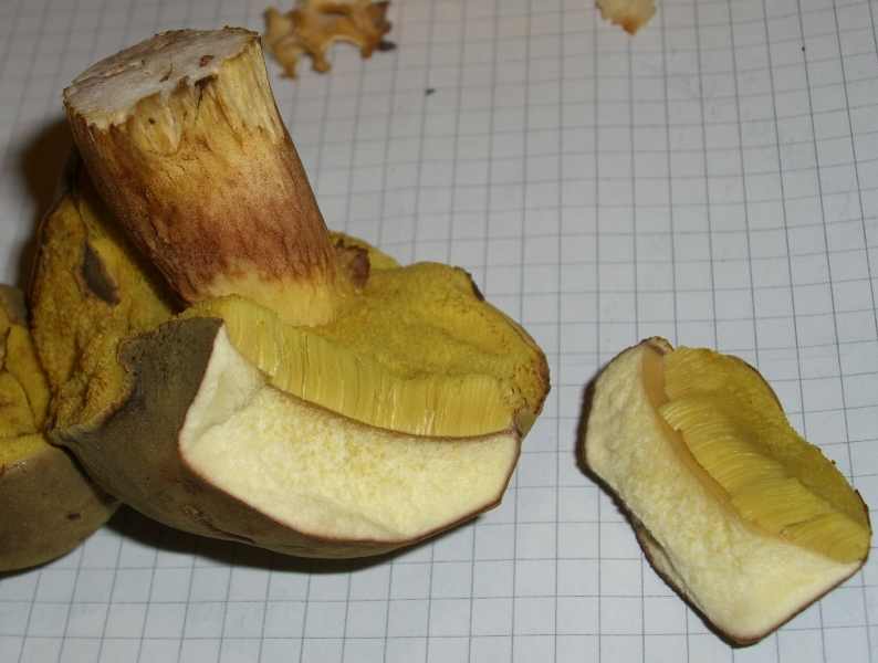 Ziegenlippe