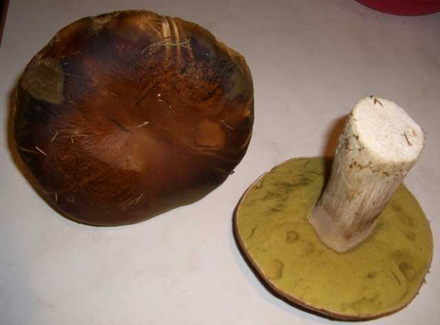 Steinpilze - der kleinere hat einen Kappendurchmesser von 12 cm. 