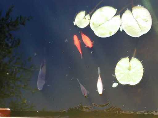 Unser Teich: