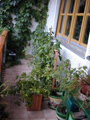 Hier mein Balkon mit meinen Gem&uuml;se: