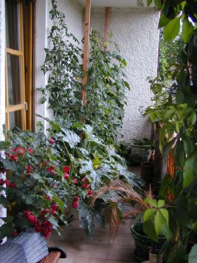 Hier mein Balkon mit meinen Gem&uuml;se: