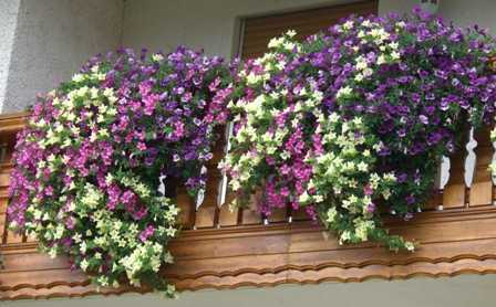 Balkonblumen im Oktober