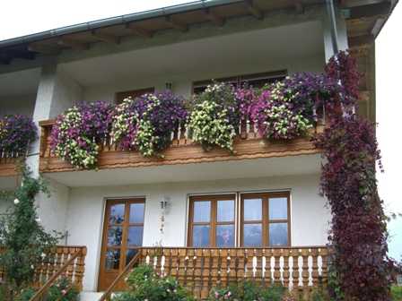 Balkonblumen im Oktober