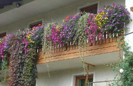 Balkonblumen im Oktober